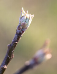 Sticker - Swollen buds of an apple tree on a branch in spring. Macro