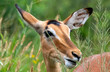 Impala ewe (Aepyceros melampus), Pilanesberg Game Reserve, North West, South Africa.