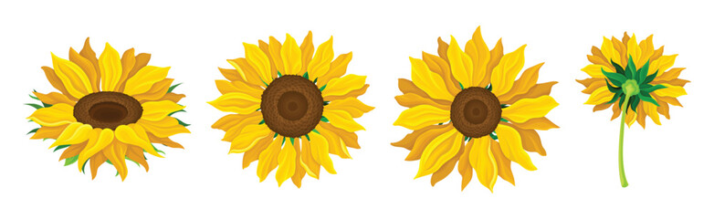 Wall Mural - Sunflower Crop with Large Head with Seeds and Green Stem Vector Set