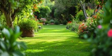 Backyard, Green Grass Blurred Background