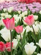 pink white and purple tulip flowers on the colorsful of tulips field