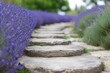 rustic stepping stones, with outoffocus rows of lavender flanking them
