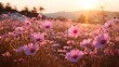 Focus on cosmos blooming in autumn field in Korea, generative ai
