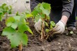 gardener planting new grapevine rootstock in courtyard soil