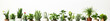 Assortment of houseplants in pots on white background banner