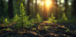 A tiny fir trees in the foreground with mature forest in spring in the background, sun shining through. Generative AI.