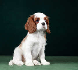 Wall Mural - Cute cavalier king charles spaniel puppy on a green background