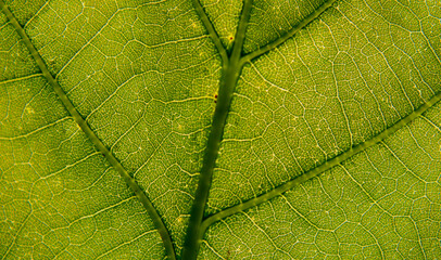 Amazing leaf texture from very close