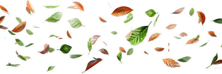 Wall Mural - Isolate leaves movement falling slow down on transparent backgrounds 3d render png