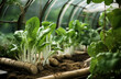 Agricultural greenhouse with rows of leafy green vegetables growing inside