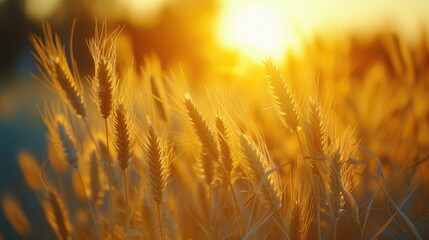 Poster - A stunning sunset over a picturesque wheat field. Perfect for agricultural or nature-themed projects