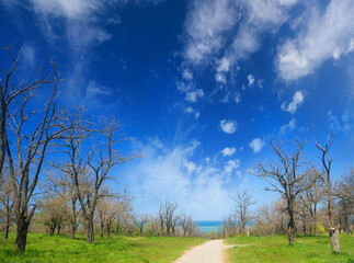 Canvas Print - spring Park