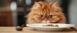 A Carnivore Felidae cat, with fur, whiskers, and snout, is sitting at a table, eating food from a plate.