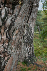 Wall Mural - Pine tree stem at Forest at Mensinge estate Roden Drenthe Netherlands.  Fall. Autumn. 