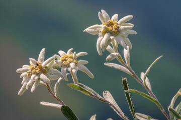 Poster - Edelweiss (Leontopodium nivale): The enchanting flower of alpine majesty. Spring close-up of the iconic mountain flower