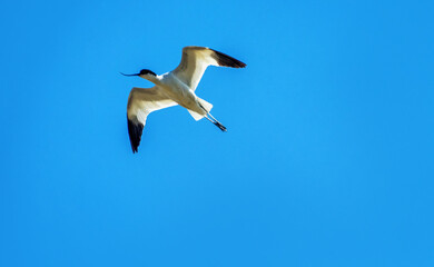 Wall Mural - Flying avocet (Recurvirostra avosetta), mobbing, protective behaviour