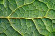 Vitality and Beauty. Magnified of Plant Leaf Surface Texture and Intricate Patterns.