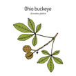 Ohio buckeye (Aesculus glabra), medicinal plant