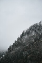 Canvas Print - A Winter’s Embrace as Snow Adorns the Silent Forest of Alps. The Quiet Beauty of a Frosty Forest Landscape Unveiled