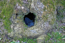 Knothole In An Old Box Elder Tree Near A Woodland