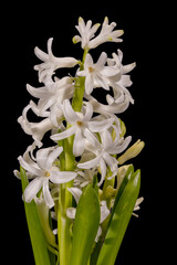 Wall Mural - Delicate spring flower of white Hyacinth isolated on black  background, close up