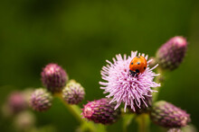 Seven-spotted Ladybird On A Thistle (Coccinella Septempunctata)