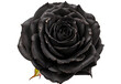 single black rose on transparent background. rose png clipping path