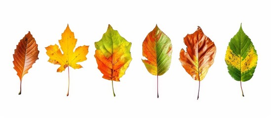 Poster - A row of colorful autumn leaves, resembling petals of flowering plants, rests on a white background resembling peach tree paper.