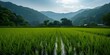 Lush green rice paddy field with mountains in the background under a clear sky. perfect for agriculture and nature themes. AI