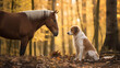 Dog and horse together in autumn forest