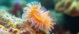 Fototapeta Do akwarium - Feather duster worm found on Sint Maarten reef.