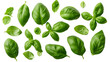Freigestellte Basilikum-Blätter: Frische Aromen für kulinarische Kreationen