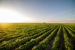 © Dusan Kostic - Open soybean field at sunset.