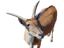 Eland Antelope Isolated On White. Taurotragus Oryx