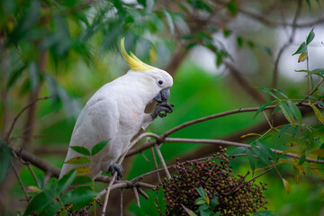 Cockatoo parrot sitting on a green tree branch in Australia. Big white and yellow cockatoo with nature green background