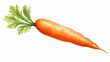 carrot illustration material
