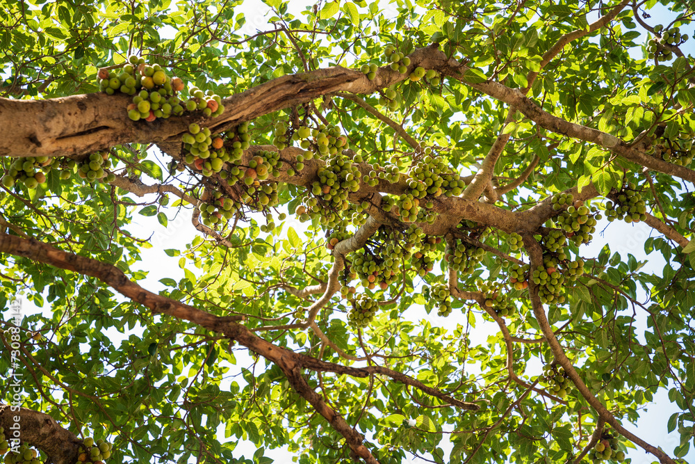 Stock-Foto „Ficus Racemosa, one of genus ficus fruit. Popularly known ...