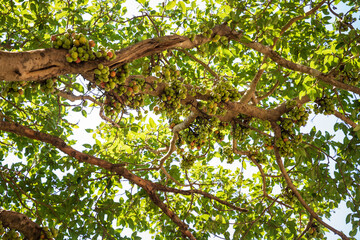 Wall Mural - Ficus Racemosa, one of genus ficus fruit. Popularly known as the cluster fig tree, Indian fig tree or gular fig, this is native to Australia, Malaysia, Southeast Asia and the Indian subcontinent.