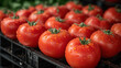 Frische Rote Tomaten: Sonnengereifte Köstlichkeiten für die Küche