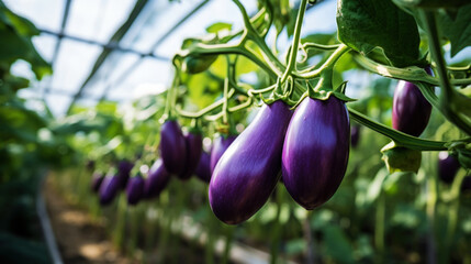 Wall Mural - Growing organic eggplants in a greenhouse on the farm. Healthy vegetables concept. Generative AI