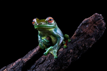 Rhacophorus dulitensis, Jade tree frog sitting on wood