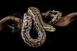 Python molurus bivittatus isolated on black background, Burmese python snake on branch, non-venomous snake