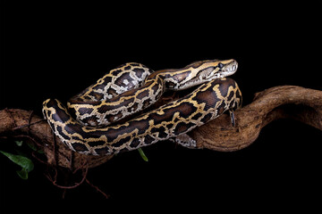 Wall Mural - Python molurus bivittatus isolated on black background, Burmese python snake on branch, non-venomous snake