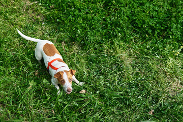 Divertente Jack Russell terrier che gioca all'aperto. Carino adorabile cagnolino alzando lo sguardo pronto al attacco nell'erba verde.