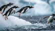 Penguins jumping into water. 