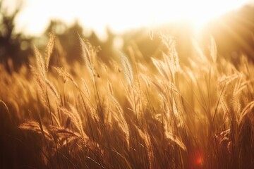 Aufkleber - Wild grasses in a field at sunset. Beautiful autumn landscape