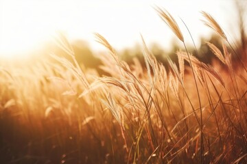 Aufkleber - Wild grasses in a field at sunset. Beautiful autumn landscape