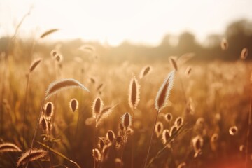 Aufkleber - Wild grasses in a field at sunset. Beautiful autumn landscape