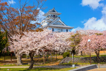 Poster - Nagahama Castle in Shiga Prefecture, Japan during full bloom cherry blossom 