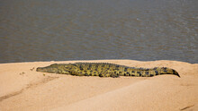 A Nile Crocodile Sunbathing